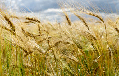 Bearded Barley nearly reaching the point of Harvest I in a field near Thirsk, North Yorkshire,UKの写真素材
