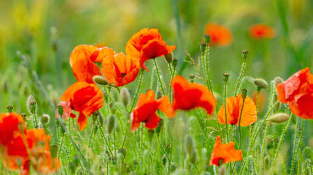 Close-up Of Red Poppies Blooming in a field amongst Bearded Barley near Thirsk, North Yorkshire,UKの写真素材