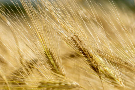 Bearded Barley nearly reaching the point of Harvest I in a field near Thirsk, North Yorkshire,UKの写真素材