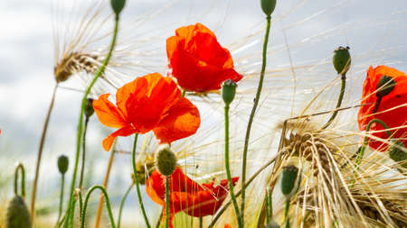 Close-up Of Red Poppies Blooming in a field amongst Bearded Barley near Thirsk, North Yorkshire,UKの写真素材