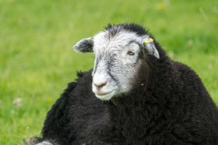Herdwick Lamb lying down in the heat of a summers day looks straight at the cameraの写真素材
