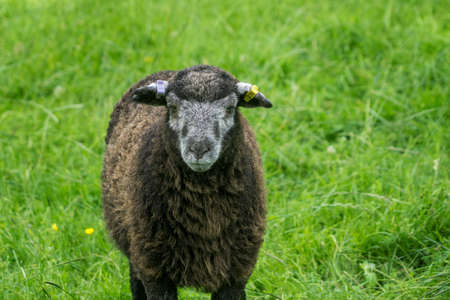 Herdwick Lamb lying down in the heat of a summers day looks straight at the cameraの写真素材