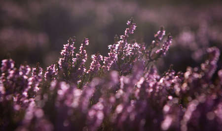Heather plant closeup detail of blossom on Haworth Moorの写真素材