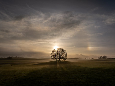 Solitary Tree at Sunrise in a Misty Countryside Landscape