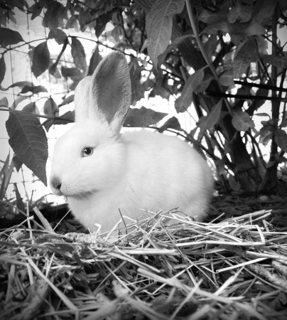 White Rabbitの写真素材