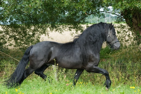Friesian horse running in meadowの写真素材