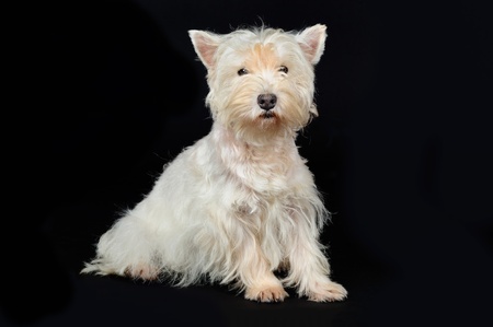 west highland terrier sitting on a black background in studioの写真素材