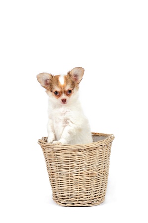 3 month old chihuahua puppy sitting in the basket on the white background in studioの写真素材
