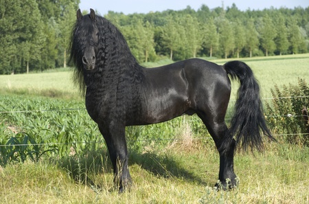 friesian stallion with a beautiful mane staying in paddock の写真素材