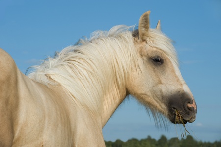 Irish cob (tinker horse)with rare creme color eating grassの写真素材