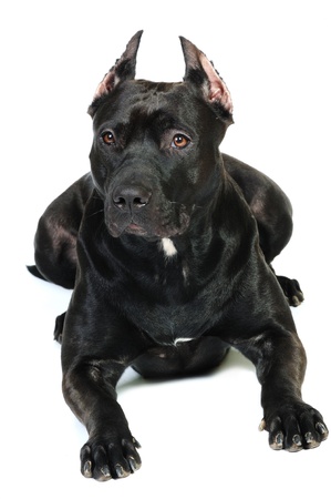 American black staffordshire terrierの写真素材