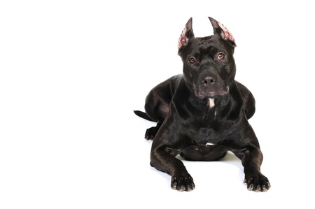 American black staffordshire terrierの写真素材