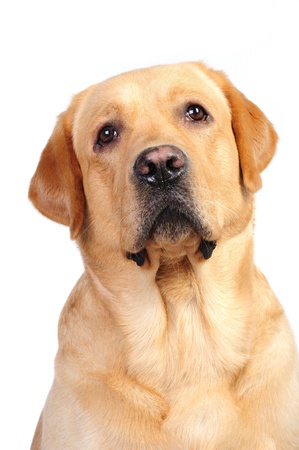 Golden labrador in studioの写真素材