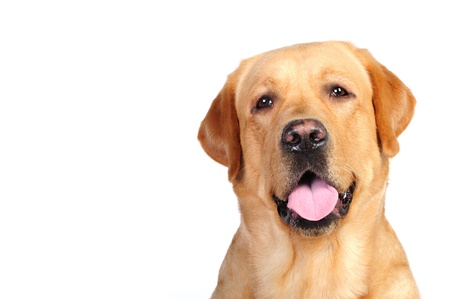 Golden labrador in studioの写真素材
