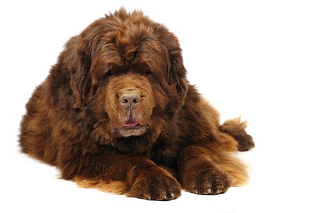 Big newfoundland dog in studio の写真素材