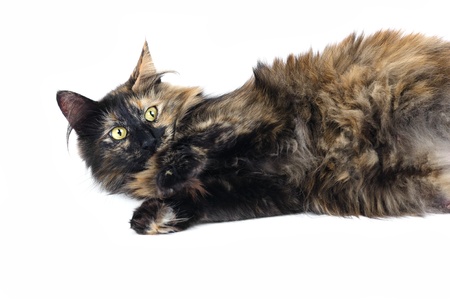 Norwegian forest cat in studioの写真素材