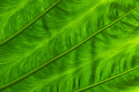 Tropical leafの写真素材