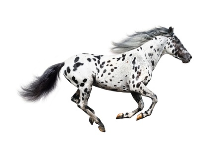 Appaloosa horse on a white backgroundの写真素材