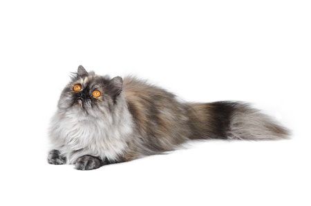 Persian exotic cat on white backgroundの写真素材