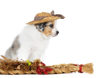 Australian shepherd puppy in studioの写真素材