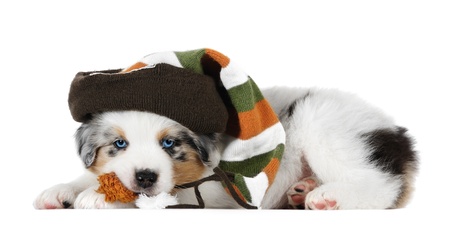 Australian shepherd puppy in studioの写真素材