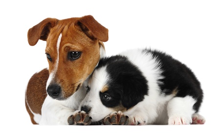 Australian shepherd and jack Russell terrier puppy in studioの写真素材