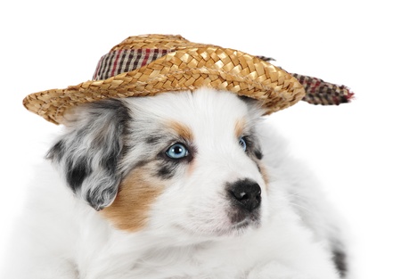 Australian shepherd puppy in studioの写真素材