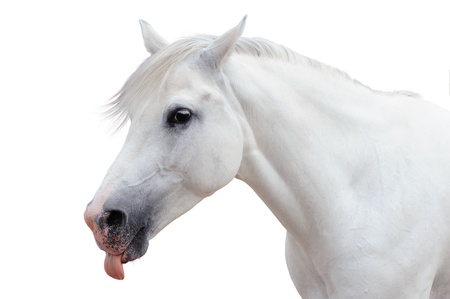Arabian horse portraitの写真素材