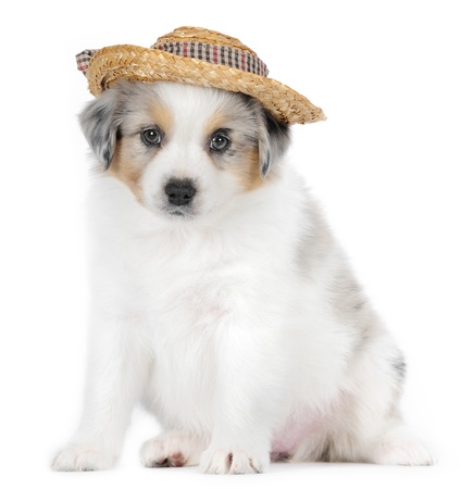 Australian shepherd puppy in studioの写真素材
