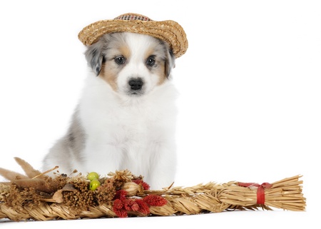 Australian shepherd puppy in studioの写真素材