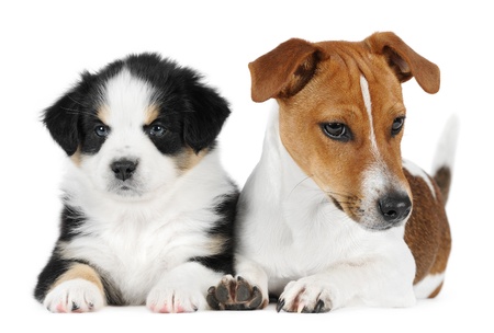 Australian shepherd puppy with a jack Russell Terrier  in studioの写真素材