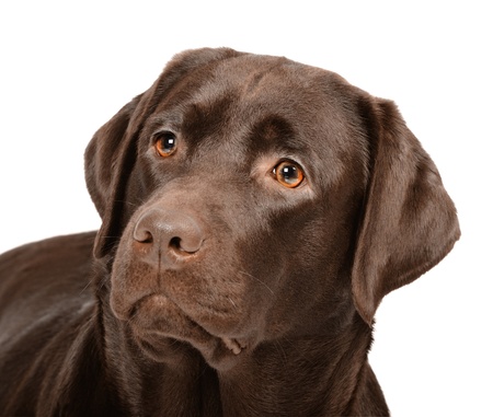Chocolate labrador in studioの写真素材