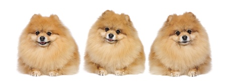 Pomeranian Spitz dog in studioの写真素材