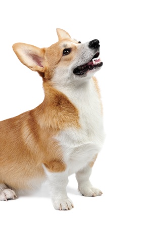 Corgi dog in studioの写真素材