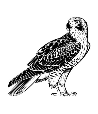 eagle vector silhouetteのイラスト素材