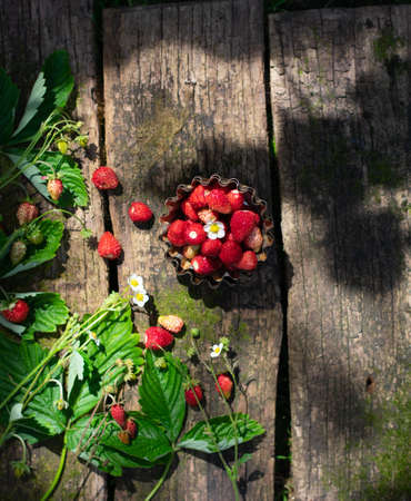 wild strawberries on rustic wooden table with moss. Verticalの写真素材