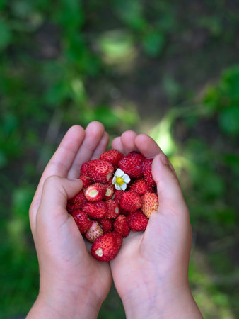 child hand harvesting strawberries on summer. Verticalの写真素材