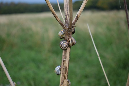 Snails Holding Onの写真素材