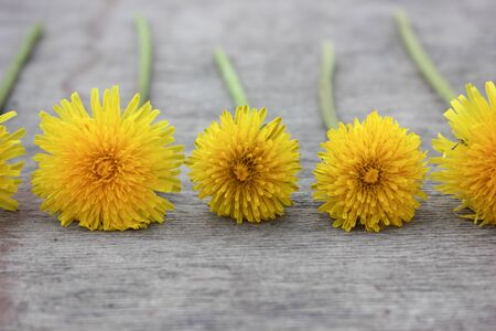 yellow dandelions lie in a row on a gray backgroundの写真素材