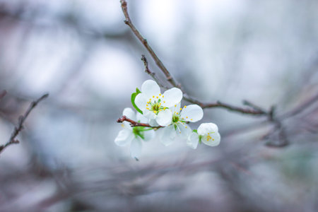 branch of an apple tree on a blurred background, delicate postcard