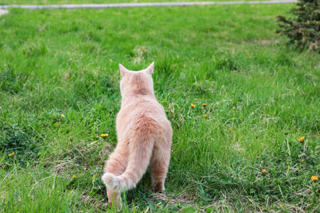 red fluffy cat walks in nature in green grass huntsの写真素材