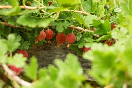 red gooseberries hanging on a branch on a wooden background, harvesting and harvesting for the winter.の写真素材