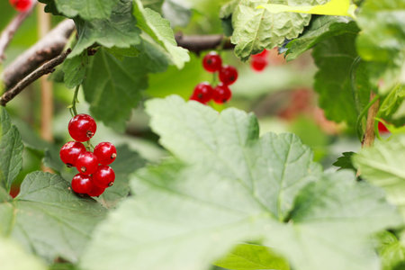 red currant hanging on bush branches, vitamins in the garden