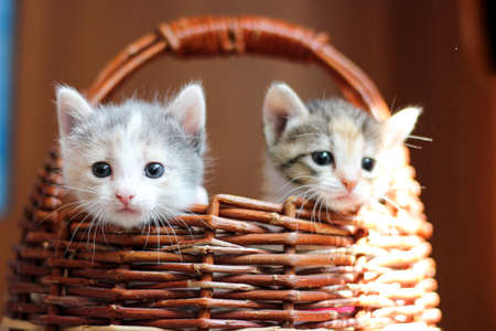 two cute fluffy kittens peeking out of a wicker basket, pet careの写真素材
