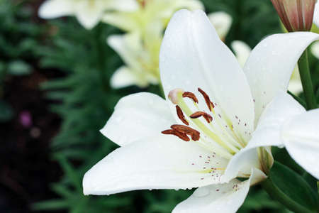 tender white lily in the garden in a country house, stamens and pistils closeの写真素材