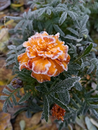 Yellow beautiful flower in the hoarfrost, the first frostsの写真素材