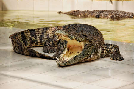 Crocodileの写真素材