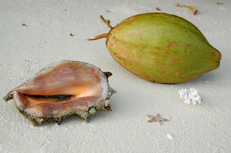 Coconut and shellの写真素材