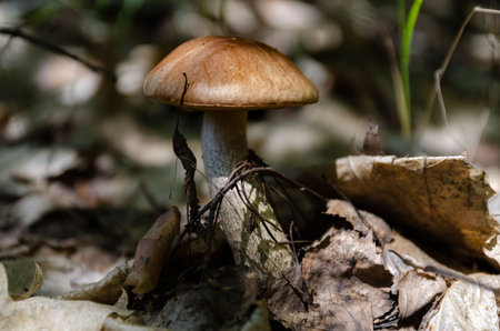 mushrooms in the forest are very beautiful and can be eaten