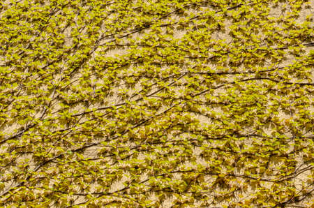 Climbing fig, Ivy.Climbing tree on wall.Isolated on yellowの写真素材